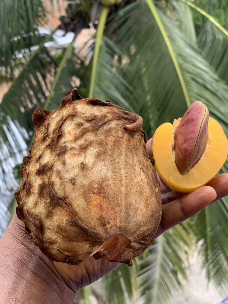 Have You Ever Tried Achicha (Monkey Kola)?
