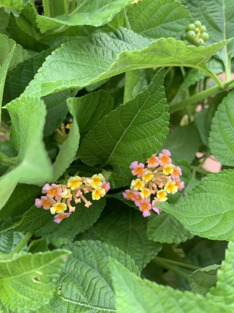 LANTANA FLOWER