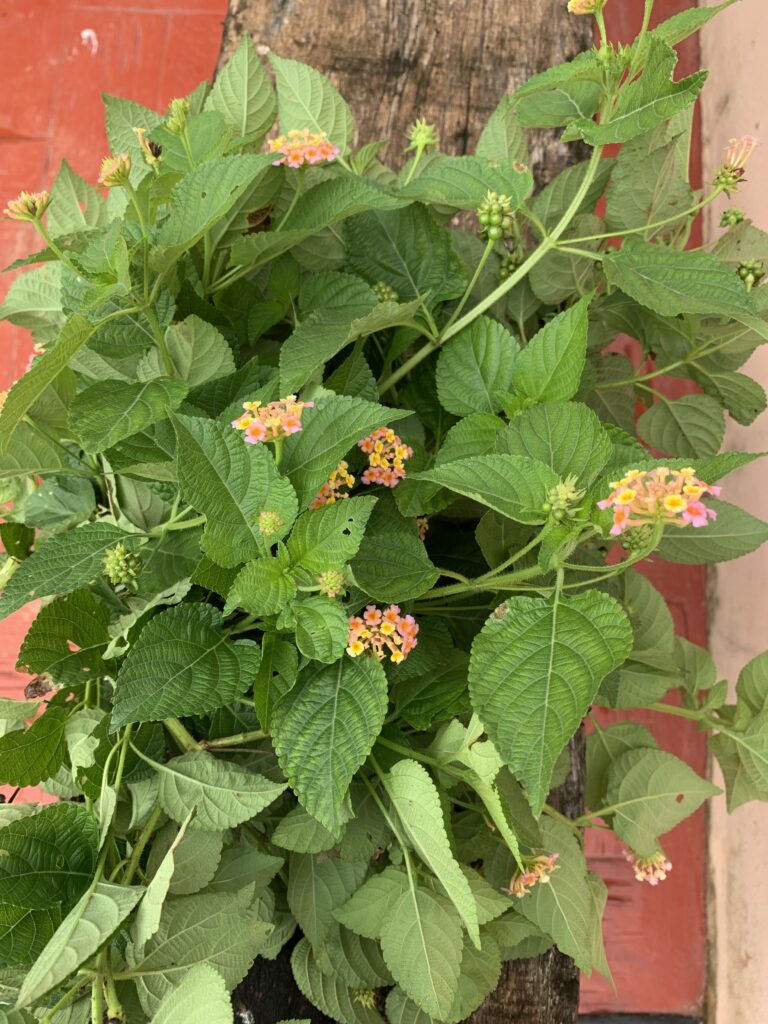 LANTANA