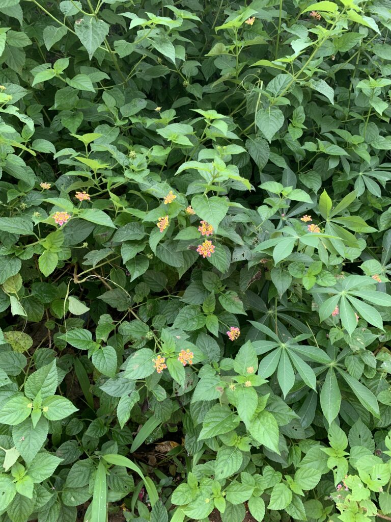 LANTANA CAMARA