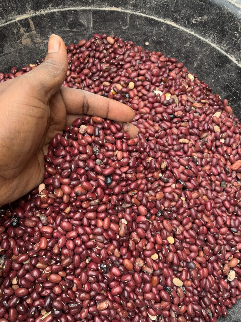 kidney beans