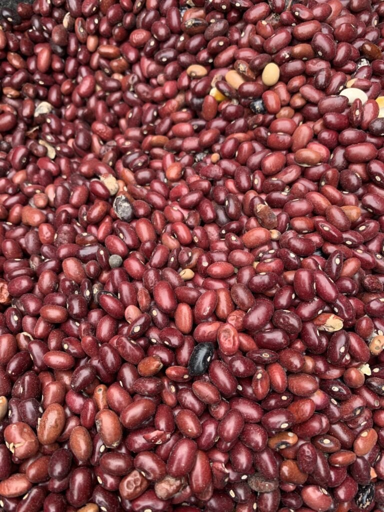 kidney beans