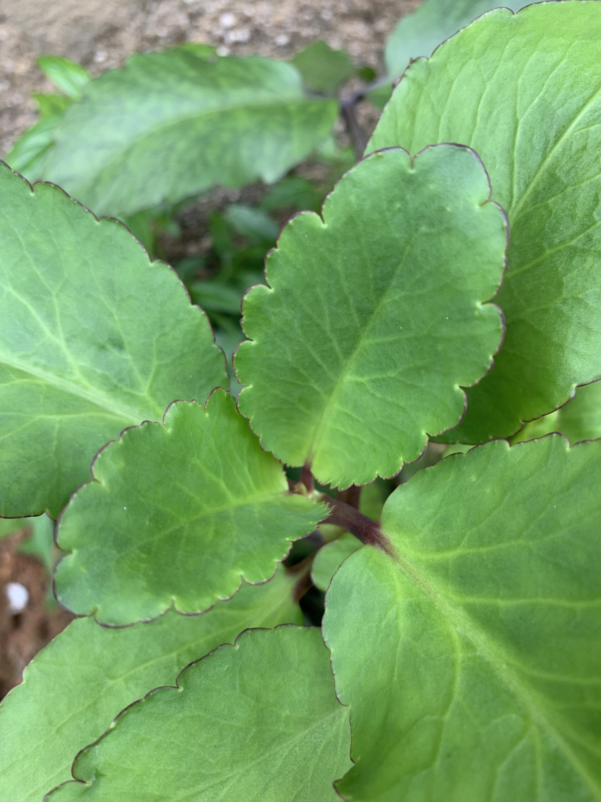 Miracle Leaf: Health Benefits, Uses, and Possible Side Effects
