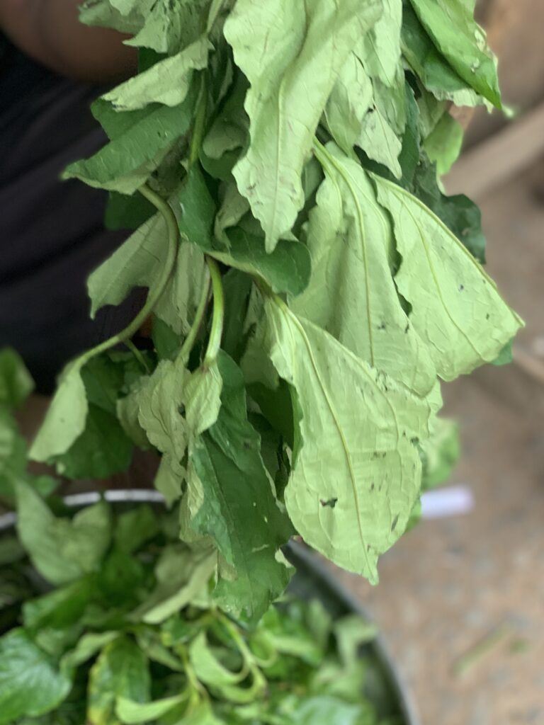 ugu leaf